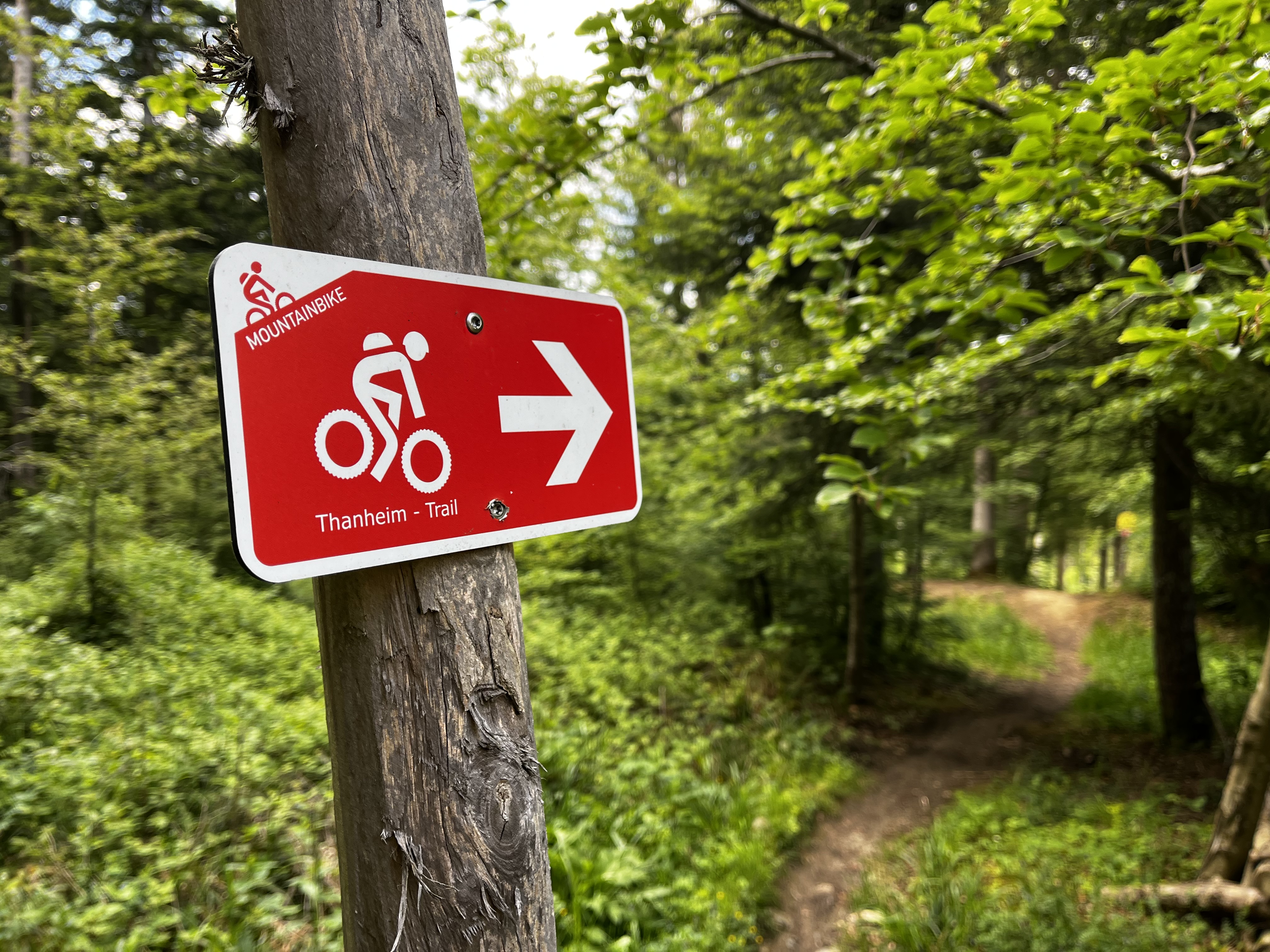 Mountainbike-Wegweiser „Thanheim-Trail“ an einem Baum am Waldtrail – Trails for Change